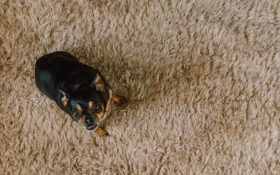 The Drier, Cleaner, Healthier, Carpet Cleaning Process