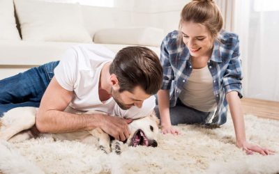 How Chem-Dry Can Help with Pet Odour Removal