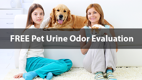 FREE Pet Urine Odor Evaluation