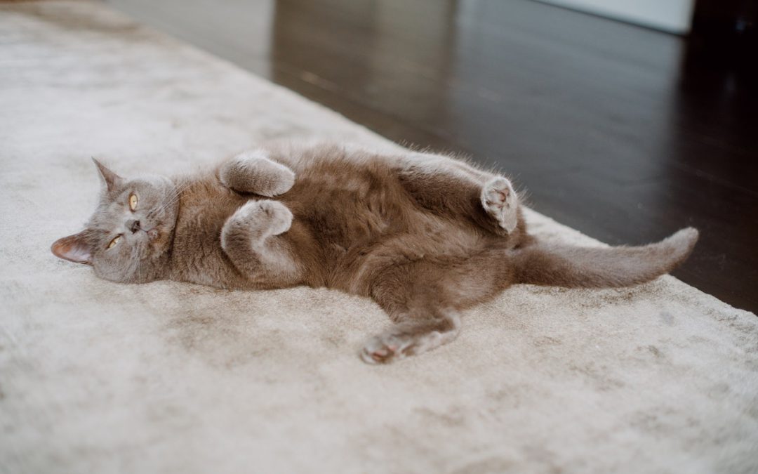 Why Ottawa “Paw”rents Need to Schedule a Regular Carpet Cleaning