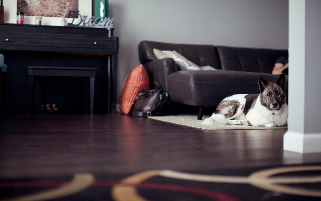 5 Causes of Carpet Smells and How You Can Eliminate Them