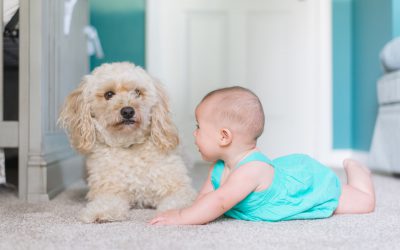 Dealing with Pet Odours: How Professional Cleaning Helps