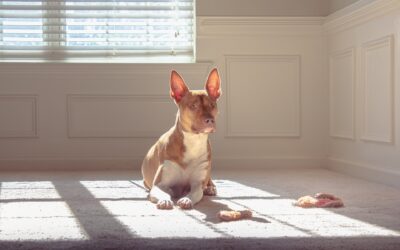 5 Effective Solutions to Get Rid of Pet Odor in Your Carpet