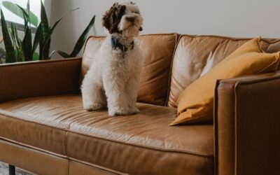 The Health Benefits of Regular Furniture Upholstery Cleaning