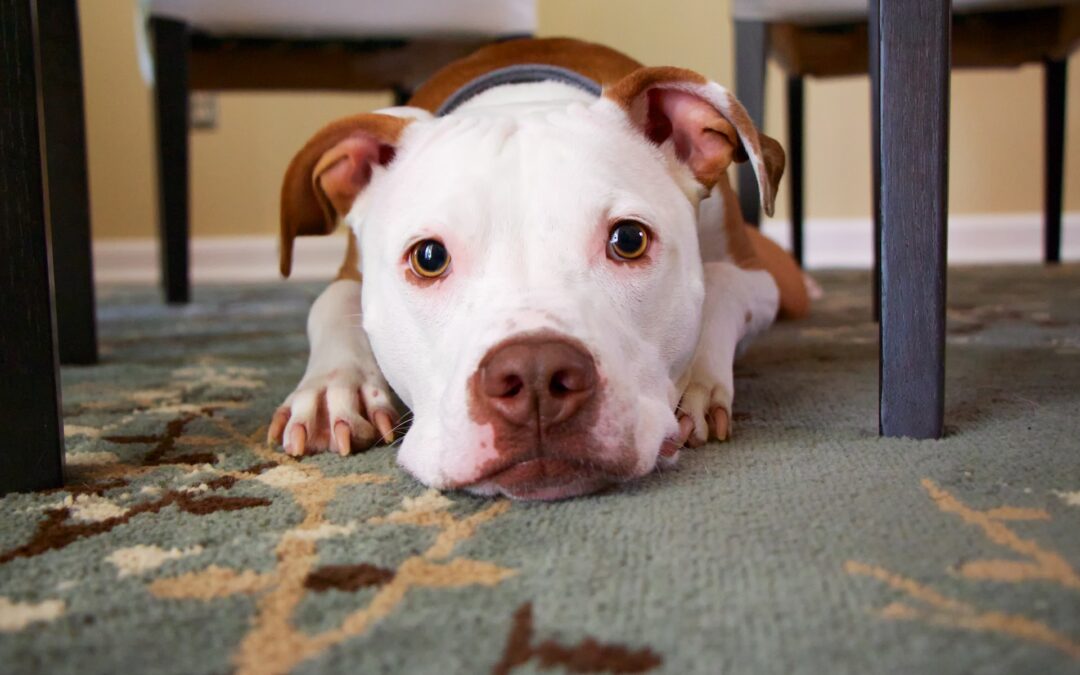 Top 4 Signs Pet Urine is Starting to Ruin Your Carpet
