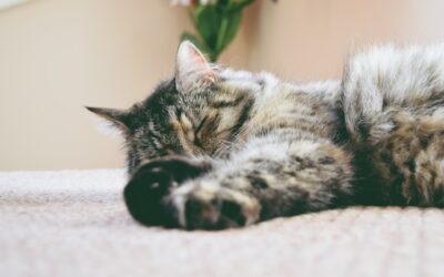 Tips for a Smooth Chem-Dry Imperial Carpet Cleaning Experience