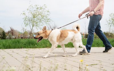 Pet Odour and Stain Removal Tips & Services