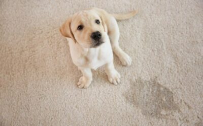 How Professional Pet Odour Removal Keeps Your Home Smelling Fresh
