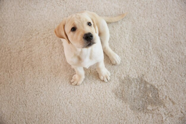 How Professional Pet Odour Removal Keeps Your Home Smelling Fresh