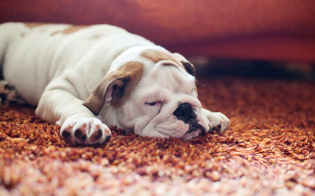 Eliminating Persistent Pet Odours from Carpets